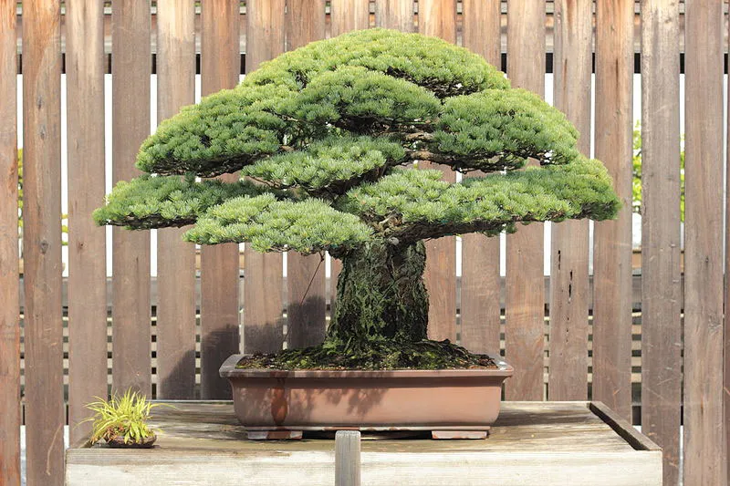 Bonsai Plant Supplier: Your Complete Guide to Finding the Best Bonsai Trees